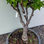 Ambrovník styraxový (Liquidambar Styraciflua) ´GUMBALL´ - výška 100-120 cm, kont. C30L - VIACKMENNÝ BONSAJ